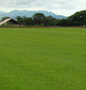 jenjibrillo