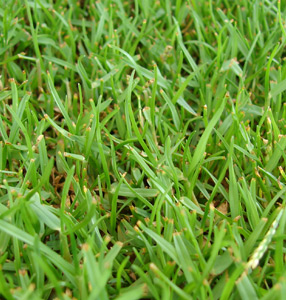 zoysia