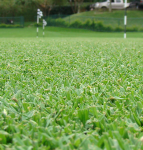 zoysia